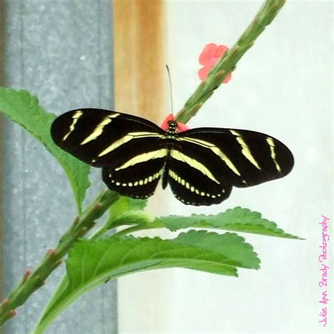 Julie Ann Brady : Blog On: Zebra Longwing Butterfly