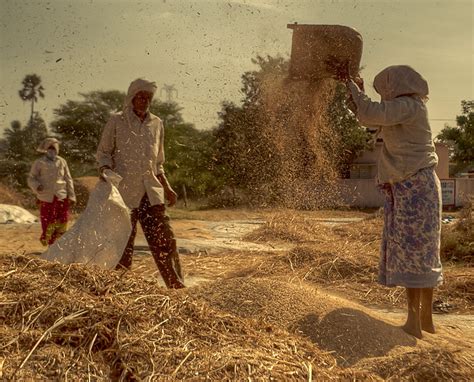 Winnowing the Chaff!! | Wind winnowing is an agricultural me… | Flickr