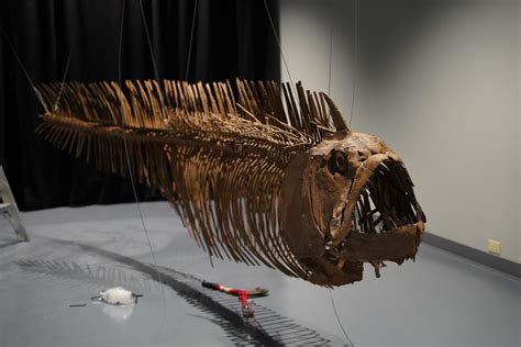 Museum of Idaho announces newest traveling exhibit, Dinos of the Deep ...