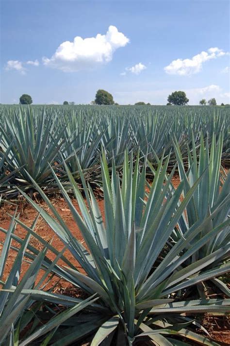 Agave Tequilana - DELCAMPOIMPEX