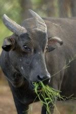 Tamaraw population down to critical level | Inquirer News