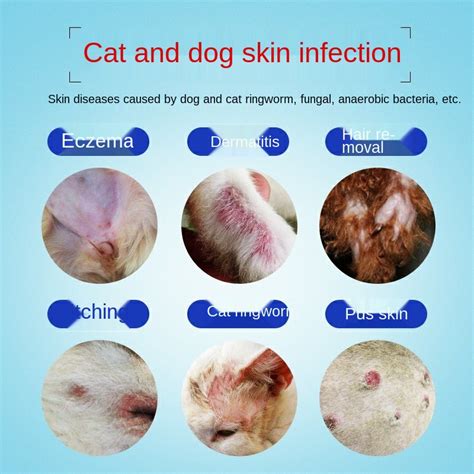 How Do You Know Ringworm Is Healing In Dogs