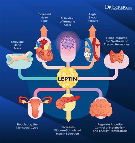 Leptin Resistance: Symptoms, Causes and Support Strategies