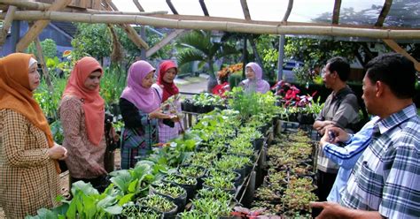 VIGUR ORGANIK: Suasana Kebun Budidaya Sayuran Organik di "Vigur Organik" Malang