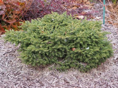 Picea abies 'Nidiformis' (Bird's Nest Spruce) | North Carolina ...