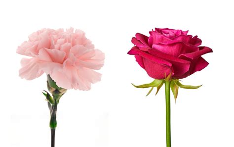 Carnation vs. Rose: A Comparison of Characteristics and Symbolic Meanings