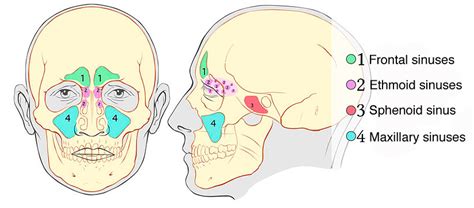 Sinus Surgery | Rhinoplasty in Seattle | Rhinoplasty Surgeon