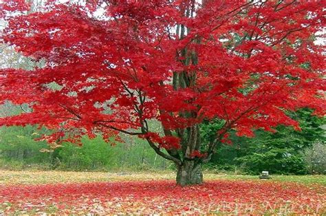 Maple Trees | Best Shade Trees for Fall Color — PlantingTree.com