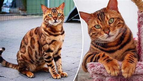 Hybrid Housecat With Tiger Stripes & Leopard Spots Is Mesmerizing the Internet