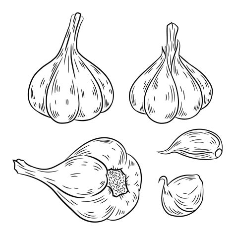 Premium Vector | Garlic hand drawn.