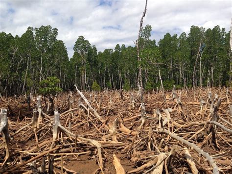 Deforestation – Life in the Sundarbans Mangrove Forest