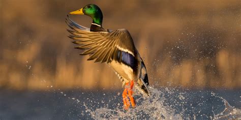 Waterfowl | Nebraska Game & Parks Commission