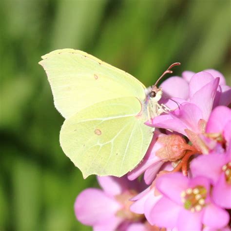 Brimstone Butterfly