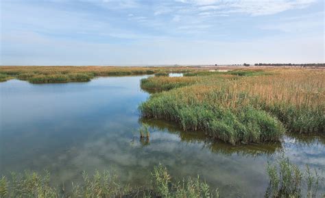 Jahra Pools Reserve (JPR) | KuwaitBirds.org