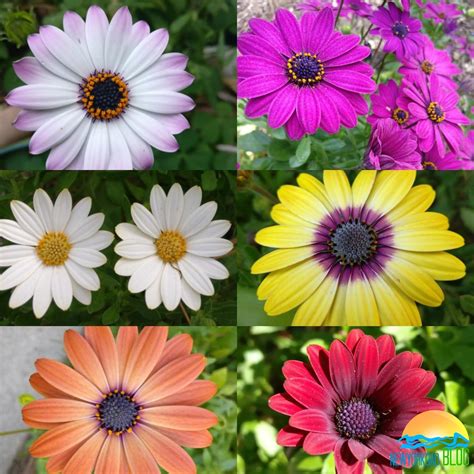 African Daisy Colors - Newyork