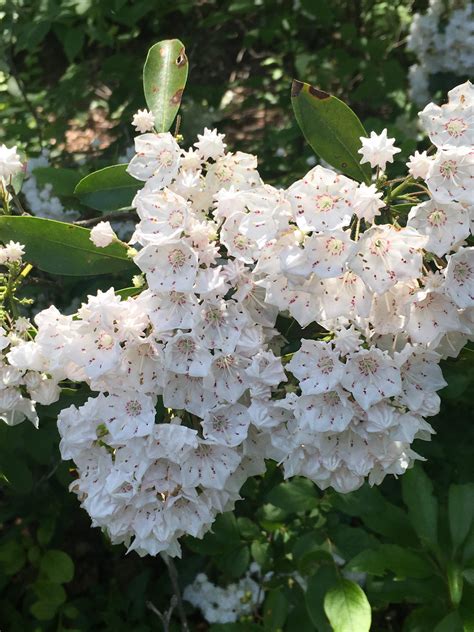 Pennsylvania state flower, mountain laurel. : r/flowers