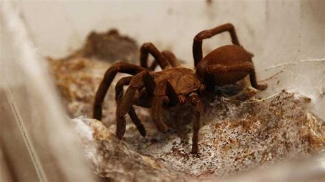 Tarantula venom to ease chronic pain | Daily times