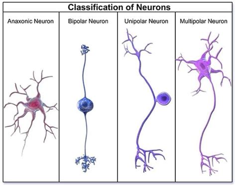 Types of Nerve Cells | Types of Neurons | Cells of the Nervous System