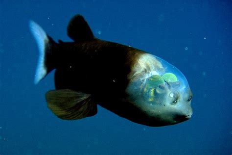 Barreleye fish • MBARI