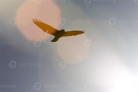 Silhouette of Hawk and Sun Canada 6225049 Stock Photo at Vecteezy