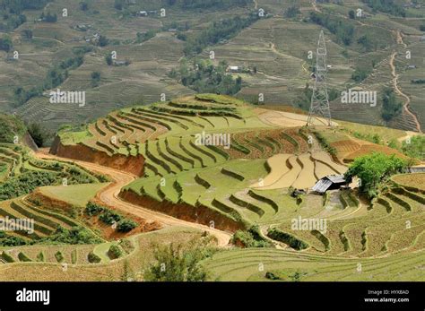 Vietnam, Sapa, Rice Terraces of Sapa Vietnam Stock Photo - Alamy