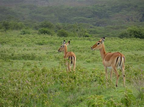 Female impala | Impala, Animal photo, Animals