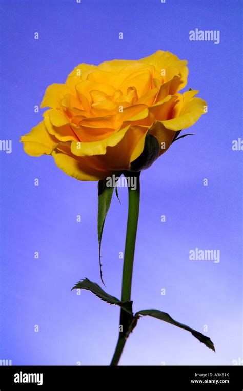 Single yellow rose stem on a plain bright blue background Stock Photo ...