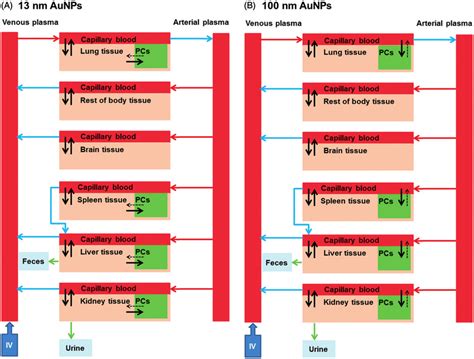 Schematic diagram of the PBPK models for 13 nm and 100 nm PEG-coated... | Download Scientific ...