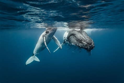 See a Newborn Baby Humpback Whale Swim with Its Mom, Minutes After Being Born | Live Science