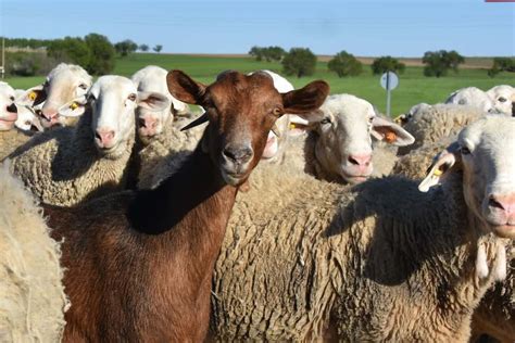 Difference Between Sheep and Goats to Guide Beginners - Rural Living Today