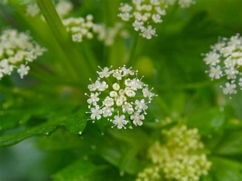 Bolting In Celery Plants - What To Do When Celery Plant Has Flowers