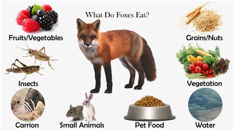 Do Foxes Eat Every Day at John Curley blog