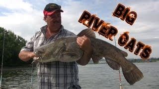 Catfish Bait: Catching huge flathead catfish using cut bait.