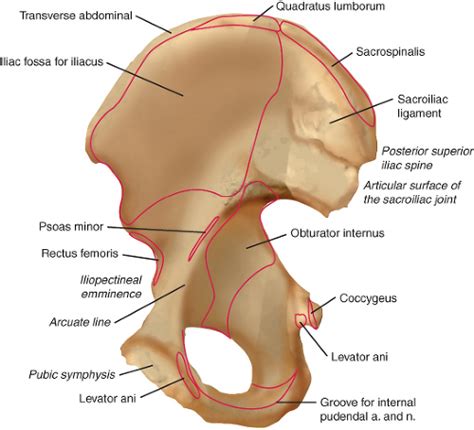 Anatomy of Acetabulum | Musculoskeletal Key