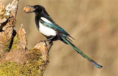 Magpie | Bird Identification Guide | Bird Spot