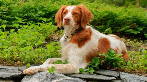 Brittany Spaniel – Must Know Dog Breed Information - Petmoo