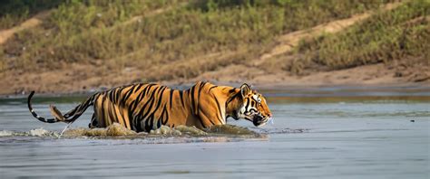 2024 Great Wilderness Expeditions With Royal Sundarban Tourism | Royal ...