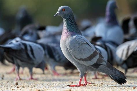 Domestic Pigeon || Information and Pictures - Amazing Pets For You