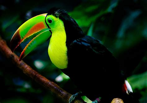 Keel-billed Toucan