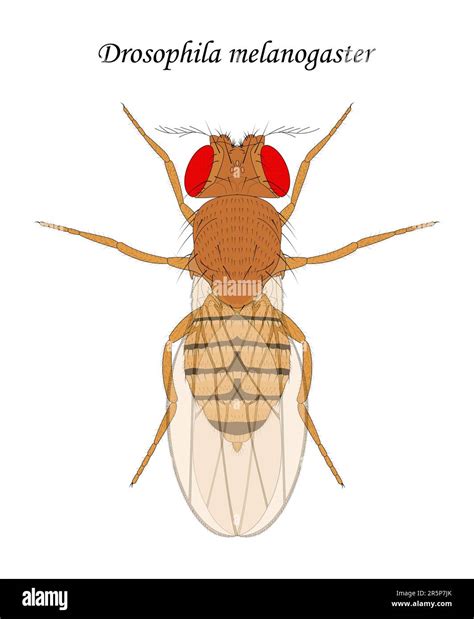 Fruit fly (Drosophila melanogaster), female Stock Vector Image & Art ...