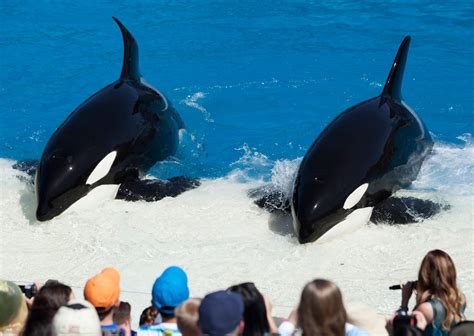 SeaWorld: Risks Of Injuries Or Death By Animal - Business Insider