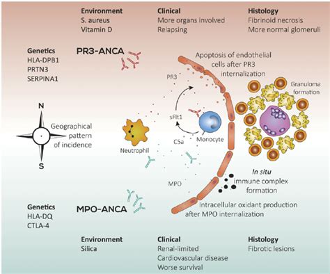 Pathogenic model highlighting the differences between PR3-ANCA and MPO-... | Download Scientific ...