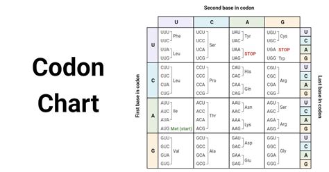 Amino Acids Codon Chart, Table, and RNA Codon Wheel