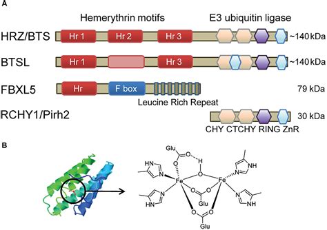 Frontiers | Hemerythrin E3 Ubiquitin Ligases as Negative Regulators of Iron Homeostasis in Plants