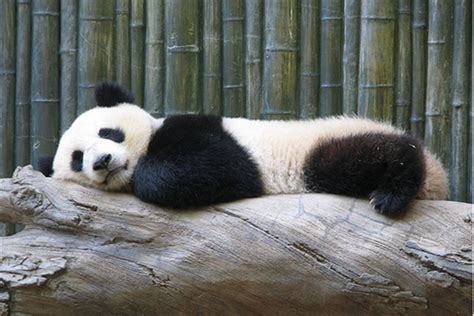 Endangered Species in China – US-China Today