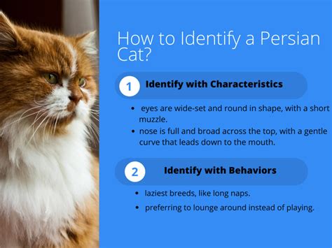 How to Identify Persian Cats? - CatQueries