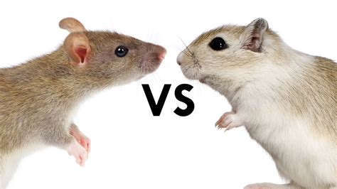 Rats didn’t Spread the Plague, Gerbils did - YouTube