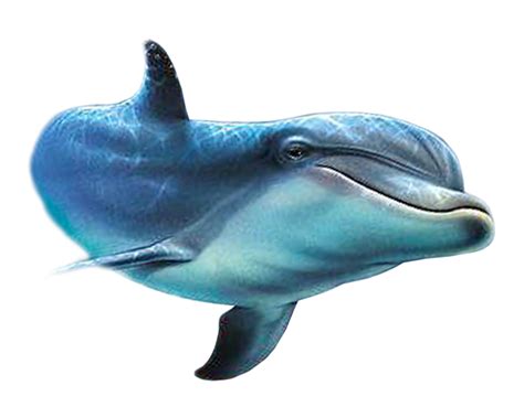 Dolphin PNG