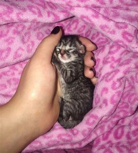 15+ Sweet Tiny Kittens Sleeping in Hands - Guaranteed To Brighten Your ...