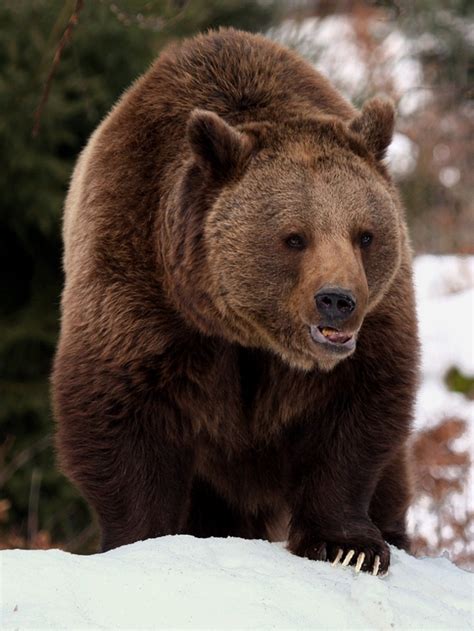 Ursus arctos - Fotografia - Fotogaléria | ePhoto.sk - foto, fotografie, fotoaparáty